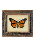 Beauitiful Butterfly - Mini Glass Painting