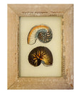 Two Shells - Mini Glass Painting