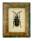 Bettle - Mini Glass Painting