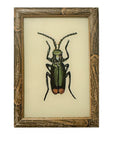Green Beetle - Small Glass Painting