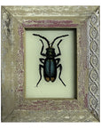 Hand Painted Indian Glass Art - Insect - Mini