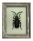 Hand Painted Indian Glass Art - Insect - Mini